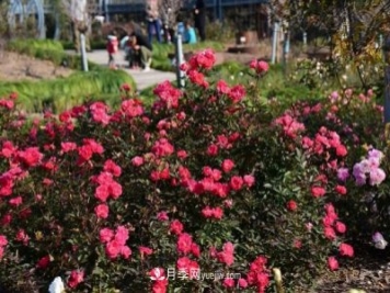 上海植物园内部分月季释放冬季魅力，观赏区还在不断优化中