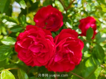 月季红木香爆花机器，花艳丽花量大花期长