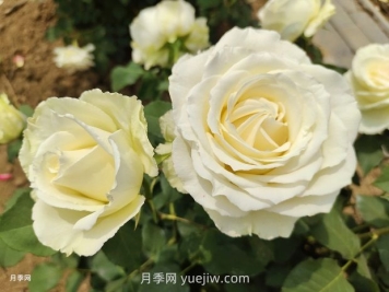 十一朵白玫瑰的花语和寓意