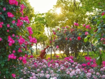 上海前滩休闲公园，月季花海盛景等你赏