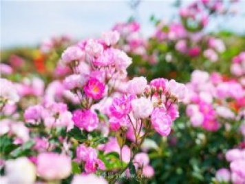 郑州伏羲山百亩玫瑰花盛放，上万株玫瑰美成了画