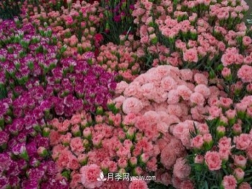 中国6大花市，全国花卉批发市场介绍