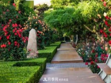 秦皇岛适合养月季花，市花和市树是什么