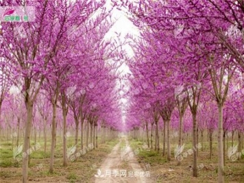 四季春1号，河南鄢陵巨紫荆树为北方城市添彩