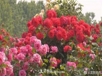 肥西县三河镇百亩树状月季园：花开正艳，产业增收